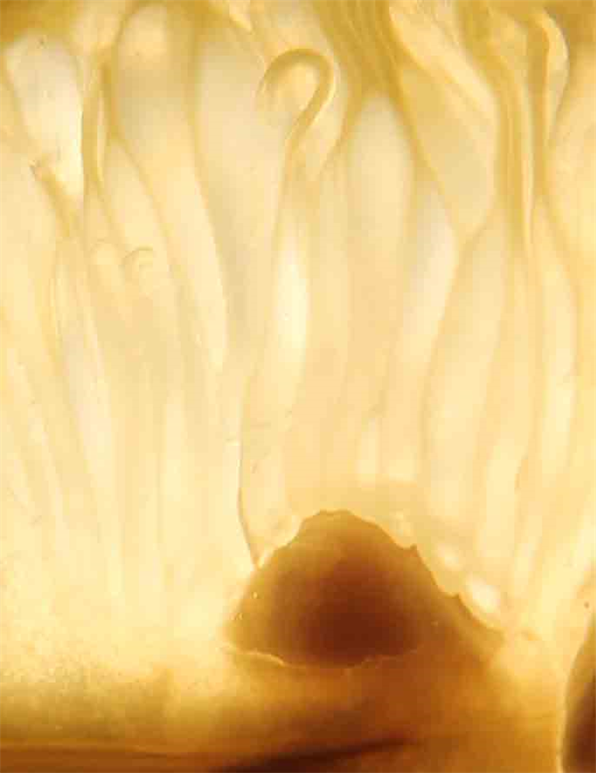 Natural Art Photography,
Austin Photographer,
Artist Dapacu
Austin Tx
Studio