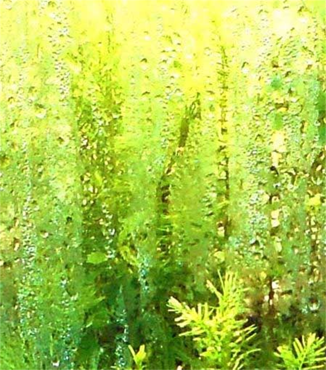 Forest Within Walls,
See Them Grow!
Invented by:
DAPACU
Austin